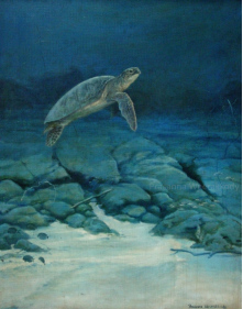 Green Sea Turtle, sri, lanka, art, artist,  prasanna, weerakkody, 