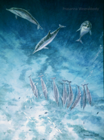 Spinner Dolphins hunting on the reef in a line formation, sri, lanka, art, artist,  prasanna, weerakkody, 