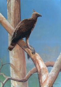 Creasted Hawk Eagle, sri, lanka, art, artist,  prasanna, weerakkody, 