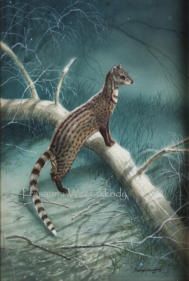 Little Indian Civet, sri, lanka, art, artist,  prasanna, weerakkody, 