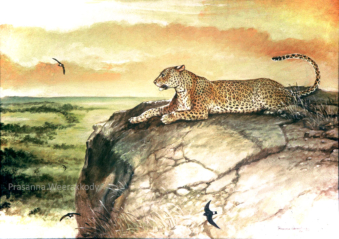 Sri Lanka Leopard, sri, lanka, art, artist,  prasanna, weerakkody, 