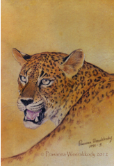 Portrait of a Leopard, sri, lanka, art, artist,  prasanna, weerakkody, 