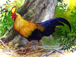 Sri Lanka Jungle Fowl, sri, lanka, art, artist,  prasanna, weerakkody, 