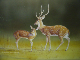 Axis Deer, sri, lanka, art, artist,  prasanna, weerakkody, 