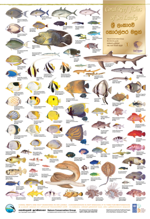 Fish Identification Posters, sri, lanka, art, artist,  prasanna, weerakkody, 